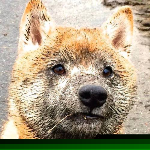 国王之冠，福克斯在年度焦点战中接管比赛，爵士稳稳拿下勇士