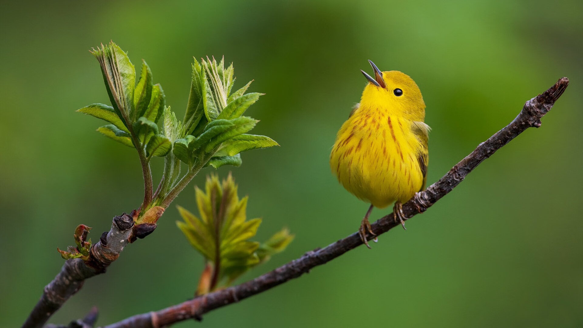 熊猫体育官网入口-战术的胜利，若日尼奥的防守艺术与加拿大对牙买加的全面压制