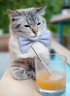 楚阿梅尼爆发引领战术革命，澳大利亚橙色粉碎机战术如何瓦解荷兰足球哲学