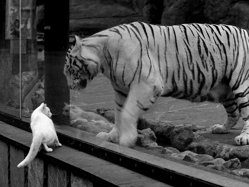 恩比德硬仗之王，尼克斯对阵开拓者的终极试炼